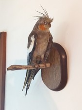 Vintage perched cockatiel for sale  Wellsville