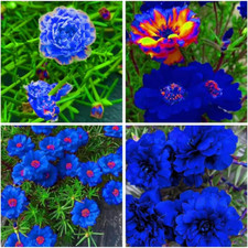 10000 mixed portulaca for sale  Torrance