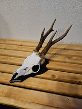 Rehgeweih trophäe rehbock gebraucht kaufen  Weil der Stadt