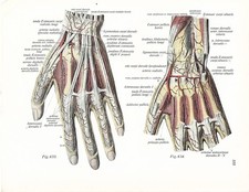 Stampa antica ANATOMIA DELLA MANO medicina Sobotta 1931 Antique print comprar usado  Enviando para Brazil