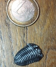 Feve préhistoire trilobite. d'occasion  Pacy-sur-Eure