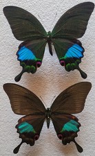 Papilio karna discordia gebraucht kaufen  Alsdorf