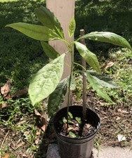 Avocado fruit tree for sale  USA