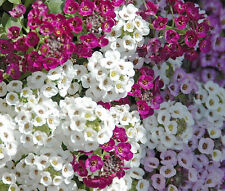 ALYSSUM PALETTA MIX Lobularia Maritima - 1.100 sementes a granel comprar usado  Enviando para Brazil