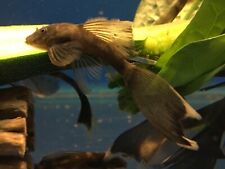 Longfin green dragon for sale  Smartsville