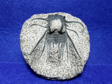 Trilobite dicranurus monstruos usato  Napoli