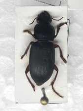 Pseudoophonus rufipes coleopte usato  Merate