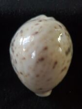 Cypraea tigris seashell for sale  Raleigh