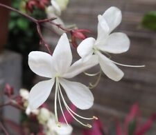 3 graines de Clerodendrum Laevifolium N203 SEEDS SEMILLA SEMI SAMEN, usado comprar usado  Enviando para Brazil
