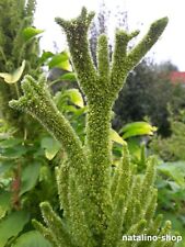 Amaranth mercado 150 gebraucht kaufen  Augsburg