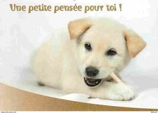 chiots labrador sables d'occasion chiots labrador sables d'occasion Fruges