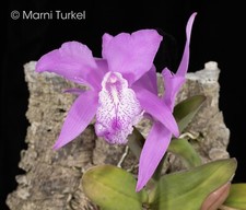 laelia for sale laelia for sale Santa Rosa
