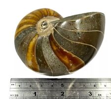 Fossil nautilus large for sale  AYLESBURY