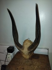 Vintage bushbuck horns for sale Vintage bushbuck horns for sale  BANWELL