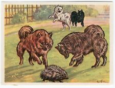 German spitz 1952 d'occasion  Expédié en Belgium
