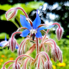 Borretsch borago fficinalis gebraucht kaufen  Muldestausee