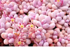 Graptopetalum amethystinum suc d'occasion  Expédié en Belgium