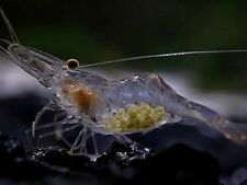 200 live shrimp for sale  Monroe