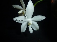 phalaenopsis gebraucht kaufen phalaenopsis gebraucht kaufen Stuttgart