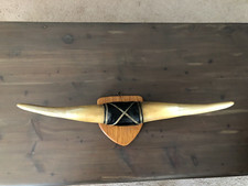Horns bull steer for sale  Philadelphia