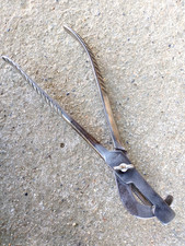 Ancienne pince castration d'occasion  Morlaàs