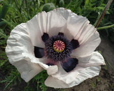 Türkischer mohn weiß gebraucht kaufen Türkischer mohn weiß gebraucht kaufen  Oberursel (Taunus)