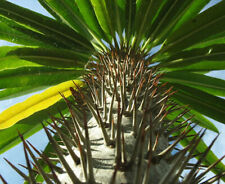 Pachypodium lamerei seeds for sale  GODALMING