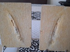 Tintenfisch positiv negativ gebraucht kaufen  Xanten