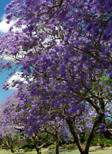 Paulownia tomentosa, Empress Foxglove, kiri   200 semillas - seeds  comprar usado  Enviando para Brazil