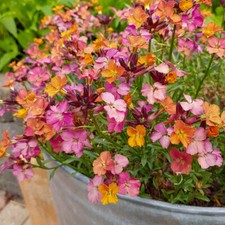 Wallflower constant cheer for sale  LLANDYSUL
