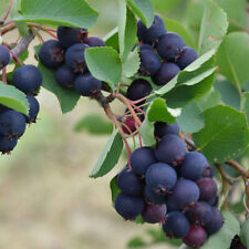 Amelanchier alnifolia thiessen d'occasion  Pouzauges