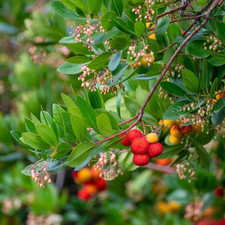Litre arbutus unedo for sale  BROUGH