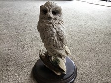 snowy owl for sale snowy owl for sale CHRISTCHURCH