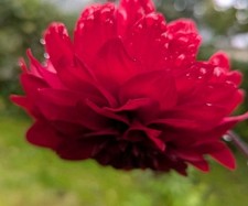 Dahlien knolle rot gebraucht kaufen  Olbernhau
