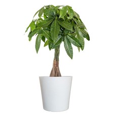 Live money tree for sale  Miami