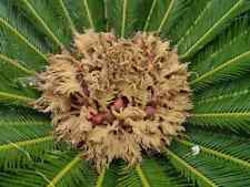 Semi cycas usato  Roma