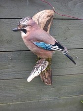 Taxidermy jay garrulus for sale  BILLINGHAM
