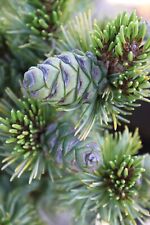 Japanese white pine for sale  BLACKBURN
