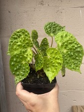 Begonia melanobullata green for sale  Brookfield