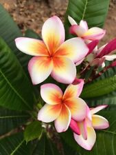 8000202 frangipani plumeria gebraucht kaufen  Reutlingen