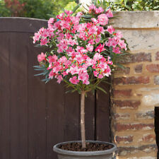 Oleander pink emilie for sale  PETERBOROUGH