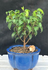 Ficus little bonsai for sale  Patchogue