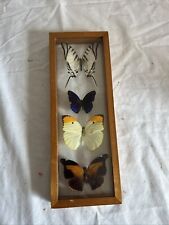 Vtg taxidermy butterflies for sale  Jacksonville