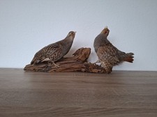 Rebhühner paar rebhühner gebraucht kaufen  Weyhe