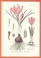 Zafferano crocus sativus usato  Spedire a Italy