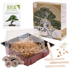 Bonsai starter kit usato  Spedire a Italy