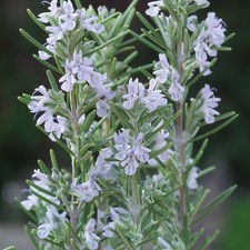 Rosmarinus miss jessop for sale  STOKE-ON-TRENT