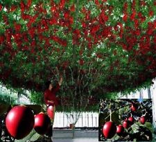 Baumtomate frosthartes winterg gebraucht kaufen  Kaiserslautern