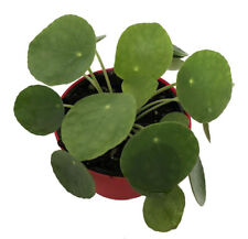 Ufo plant chinese for sale  Wadsworth