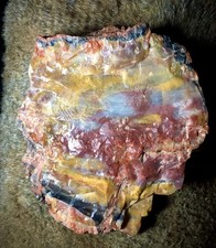 Jewelry grade opalized for sale  North Little Rock